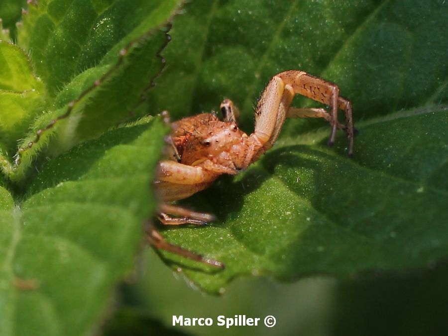 Xysticus sp. - Milano (MI)